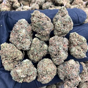 Blue Gelato 💎
