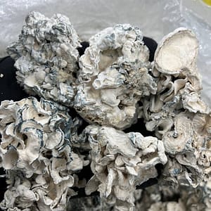 Fiji White Albino 🍄