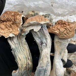 Penis Envy 🍄