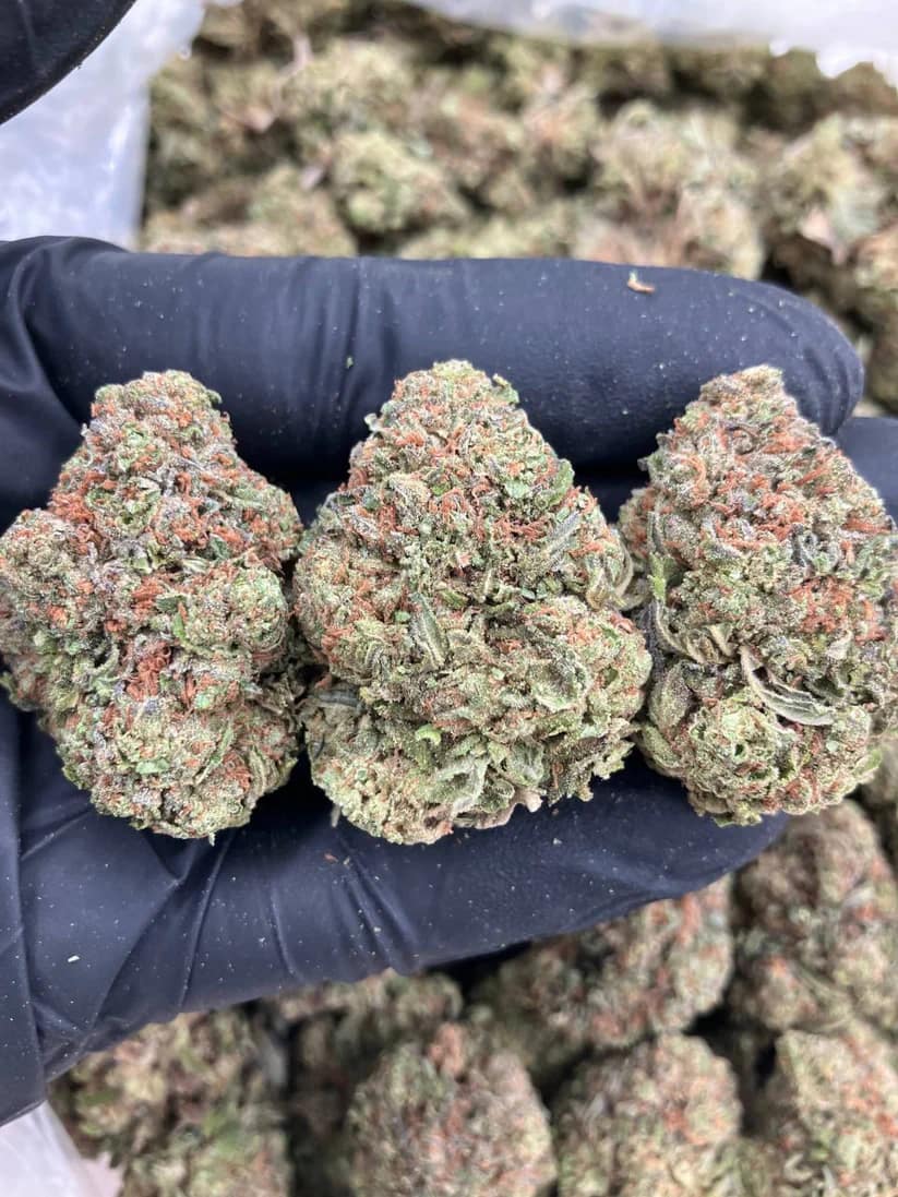 Dolce Gelato