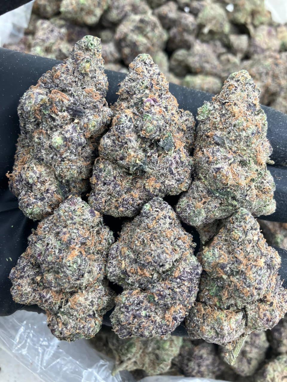 Blue Chew Gelato 🫐