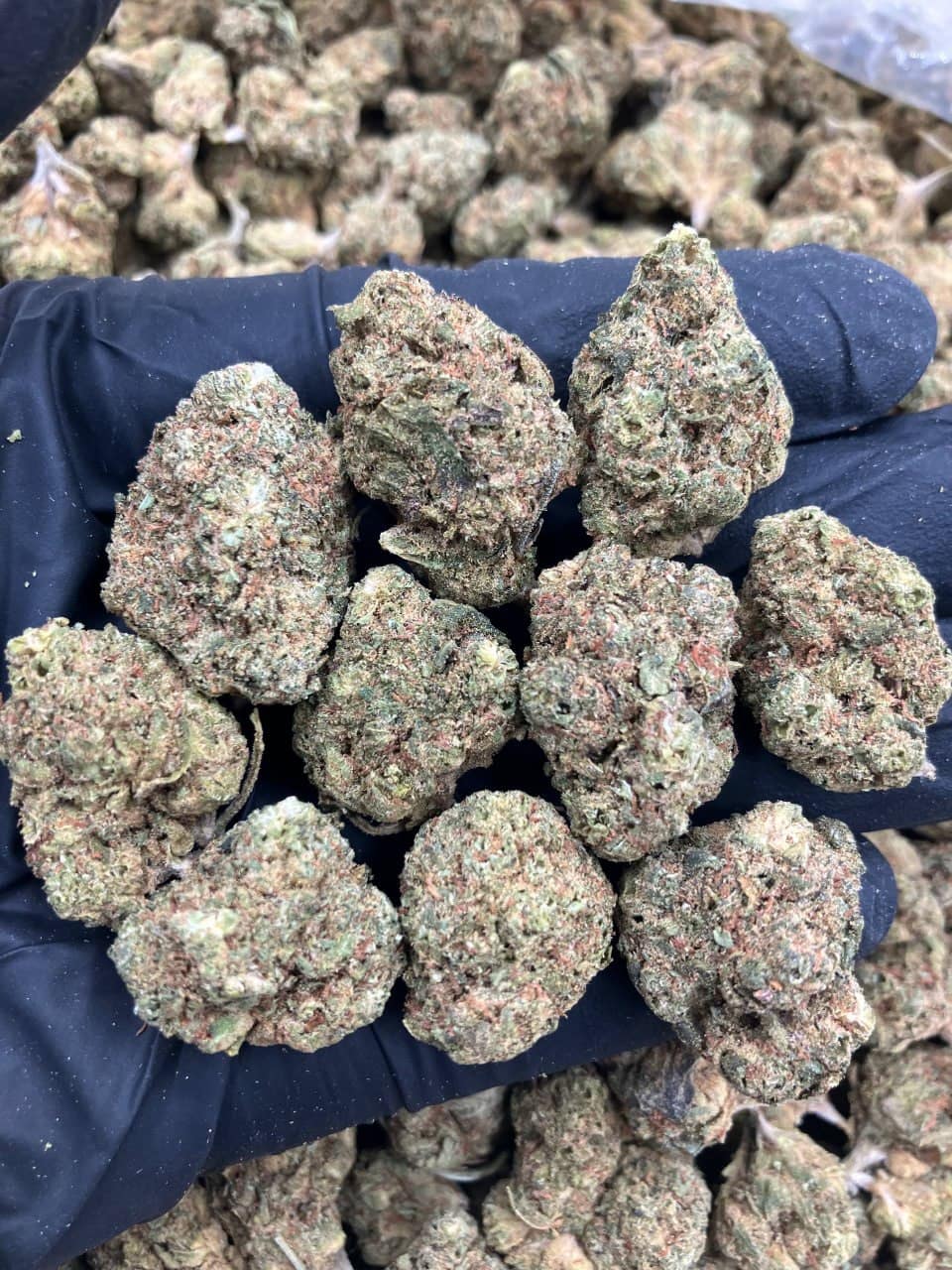 Blue Gelato 💎