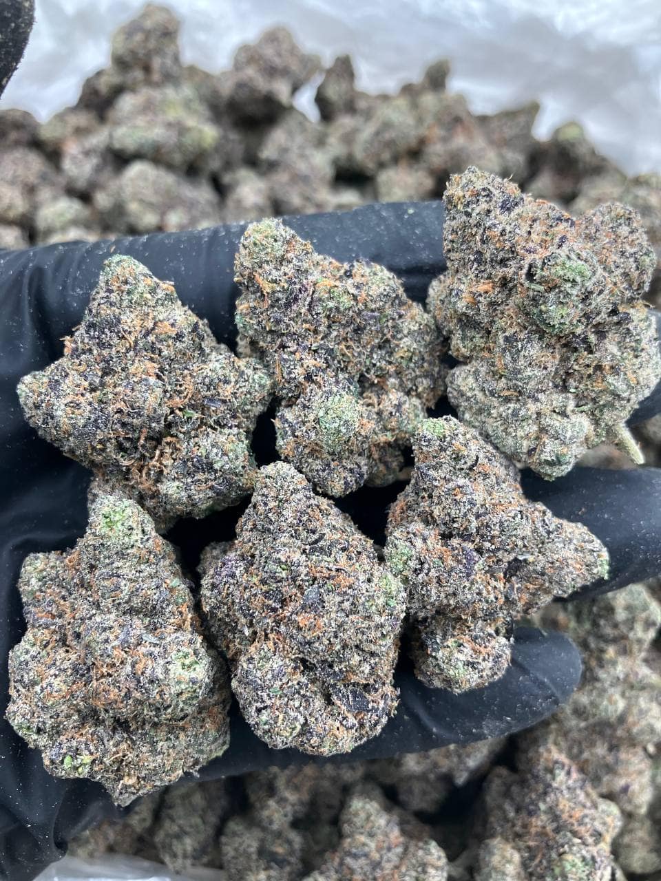 Bubble Gum Gelato 🍬