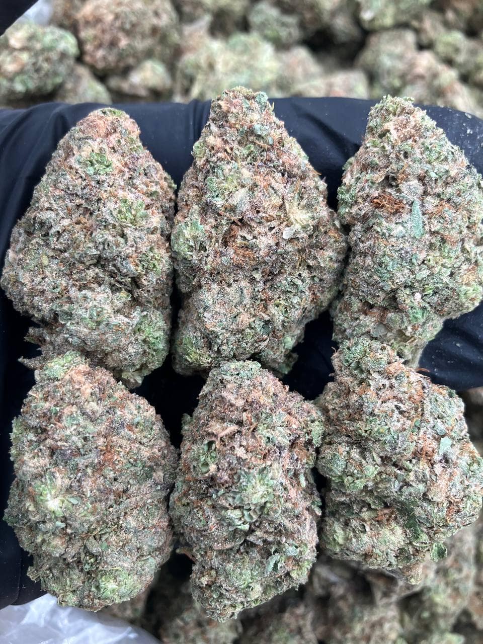 Critical Runtz 🎯