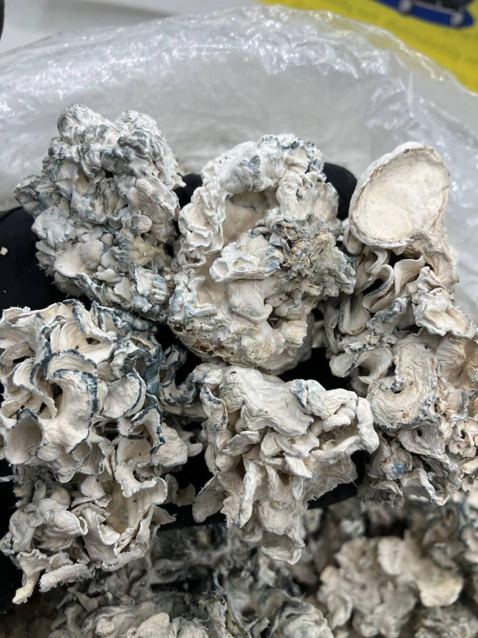 Fiji White Albino 🍄