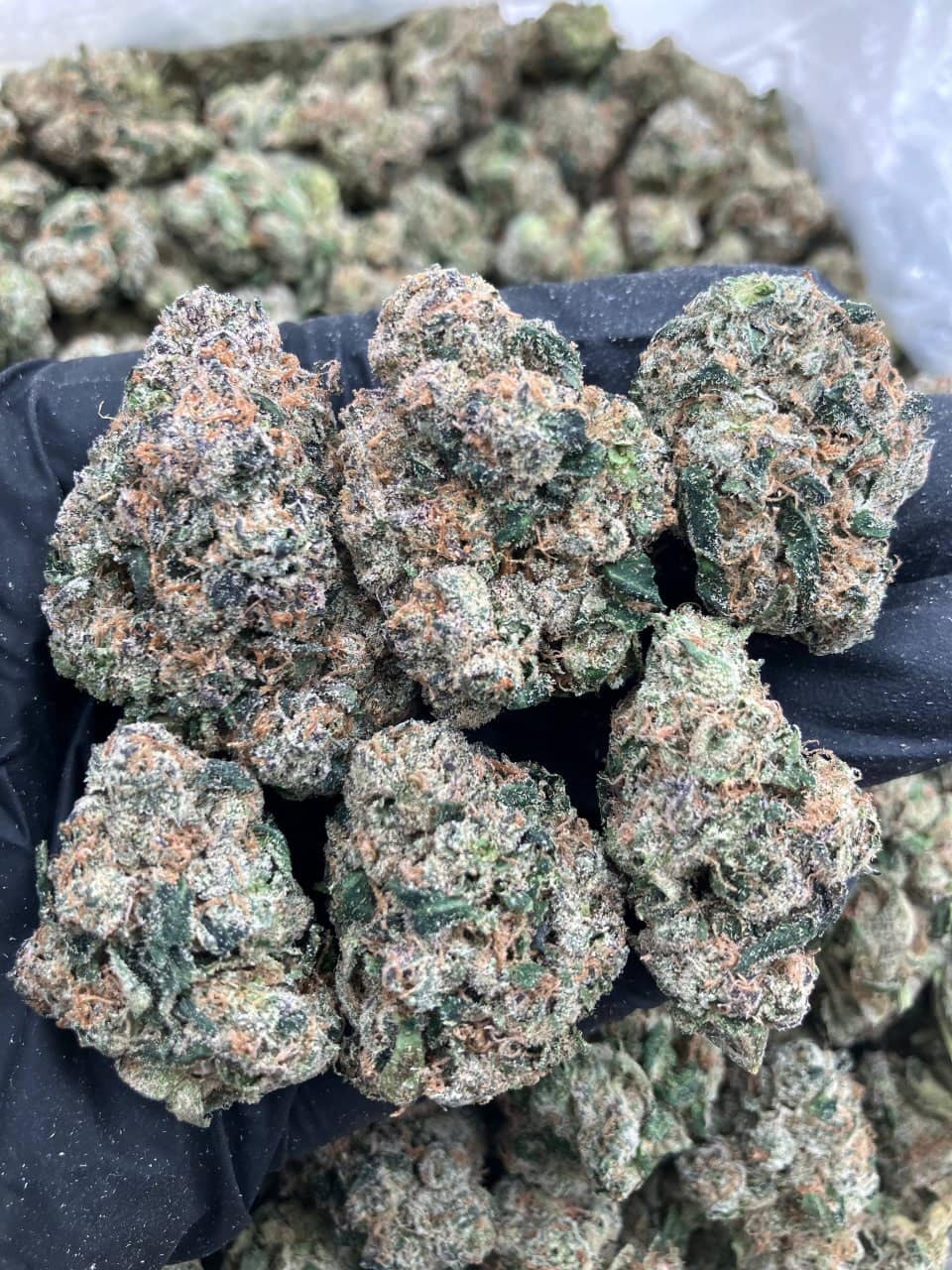 Grape Gushers