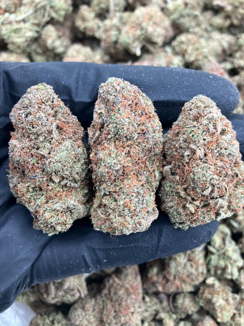 OG Platinum 💎