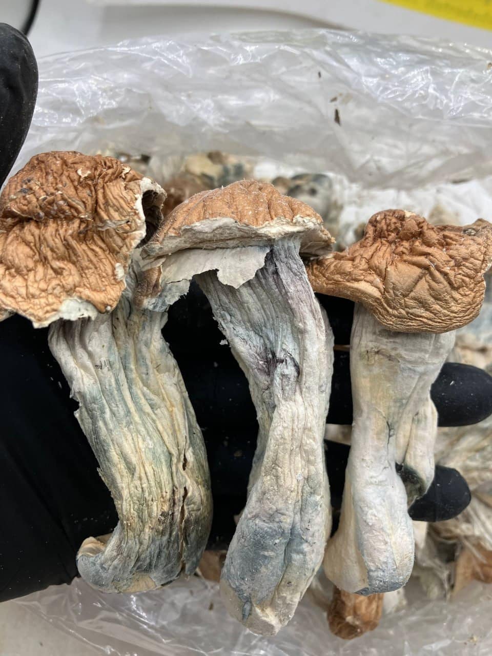 Penis Envy 🍄