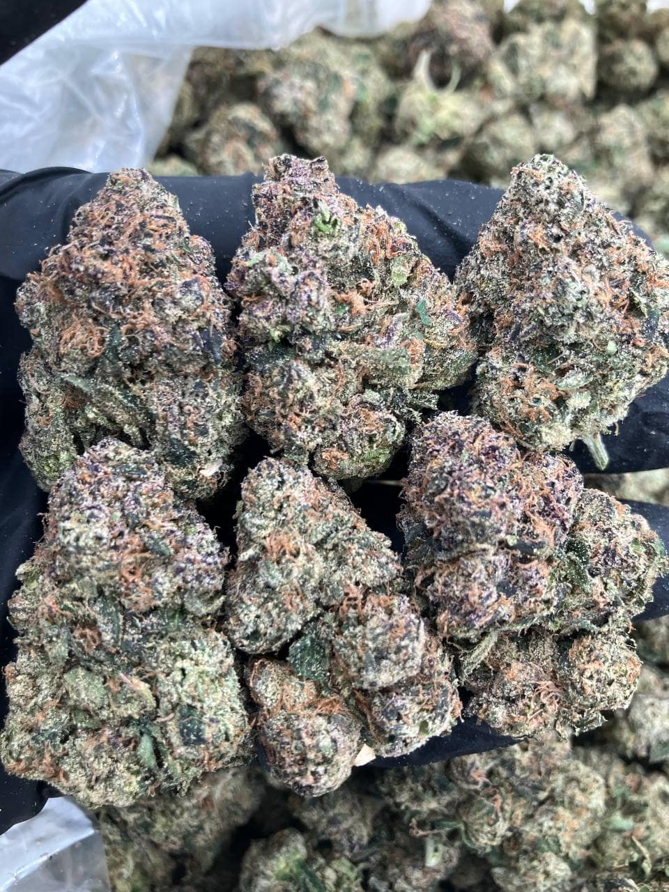 Purple Zkittlez 💜