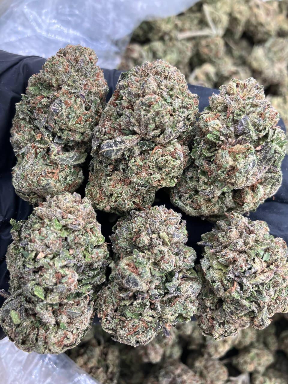 Blueberry Gelato