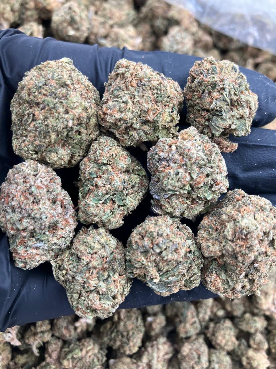 Dream Sherbert