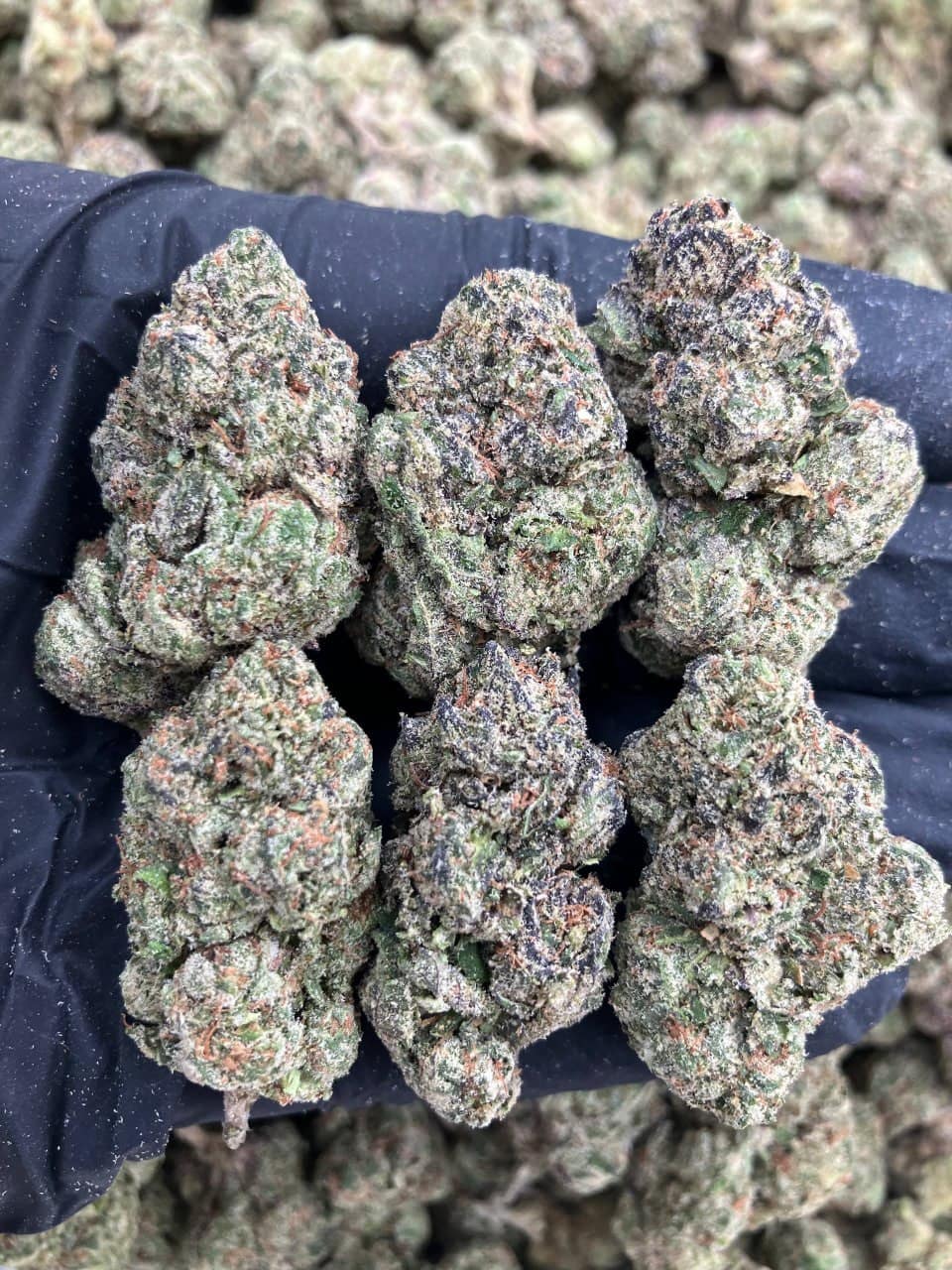 Terpene Fuel